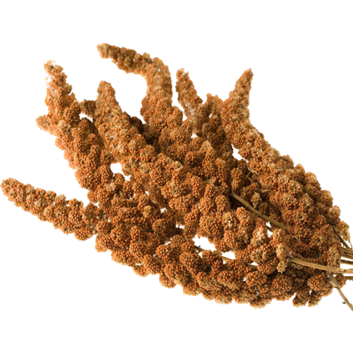 Trosgierst Frans Rood 17kg