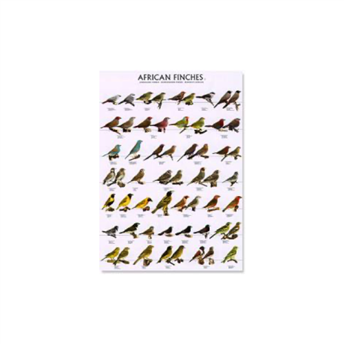 Poster African Finches 02 (68x98cm)