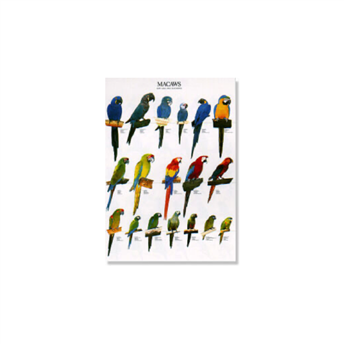 Poster Ara's (68x98cm)