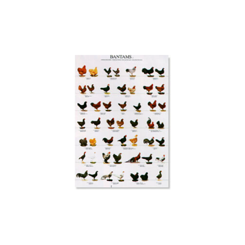 Poster Dwerghoenders (68x98cm)