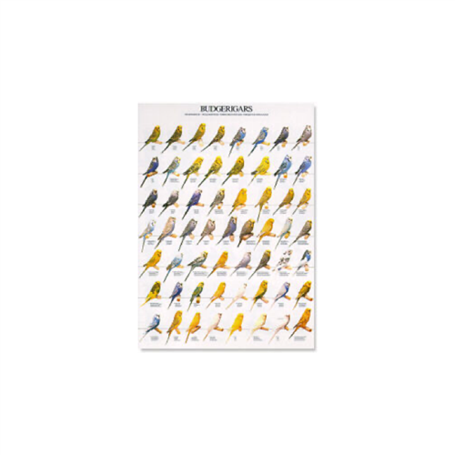 Poster Grasparkieten (68x98cm)