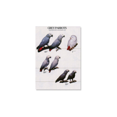 Poster Grijze Roodstaart Papagaaien (49x68cm)