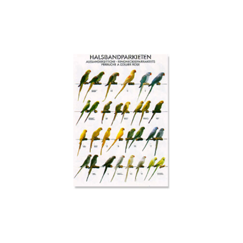 Poster Halsbandparkieten (68x98cm)