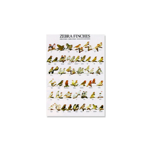 Poster Zebravinken (68x98cm)