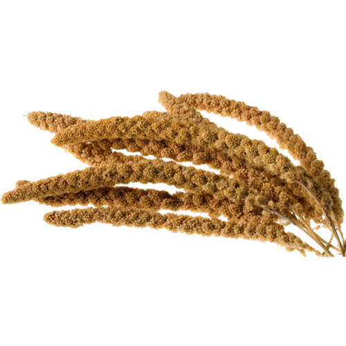 Trosgierst Frans Geel 17kg