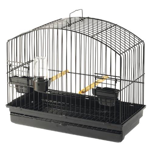 Showkooi Border zwart (I068)