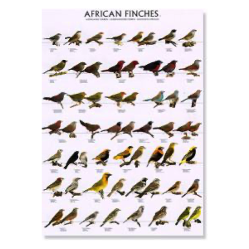 Poster African Finches 01 (68x98cm)