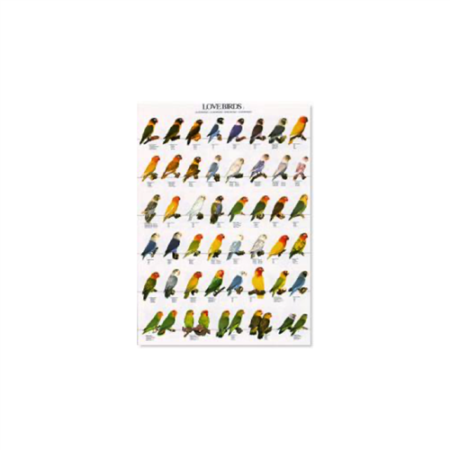 Poster Agaporniden 02 (68x98cm)