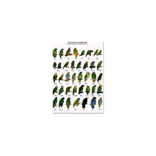 Poster Amazon Parrots (68x98cm)