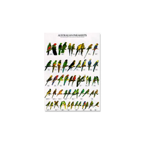 Poster Australische Parkieten (68x98cm)