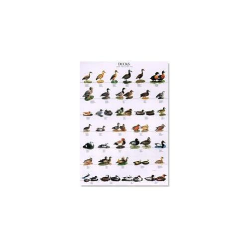 Poster Eenden 01 (68x98cm)