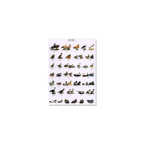 Poster Eenden 02 (68x98cm)