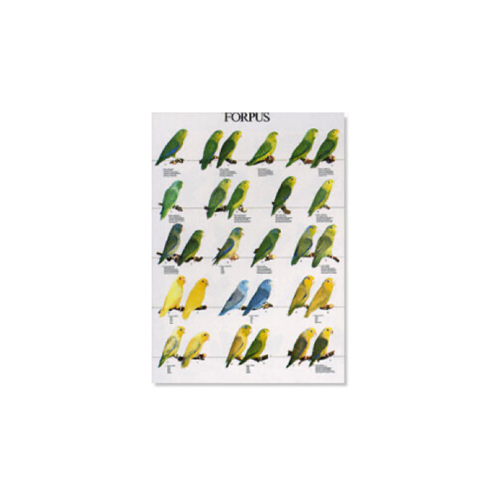 Poster Forpus (49x68cm)