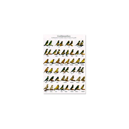 Poster Gouldamandines (68x98cm)