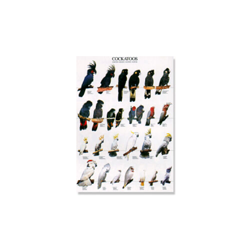 Poster Kakatoes (68x98cm)