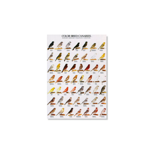 Poster Kleurkanaries 02 (68x98cm)