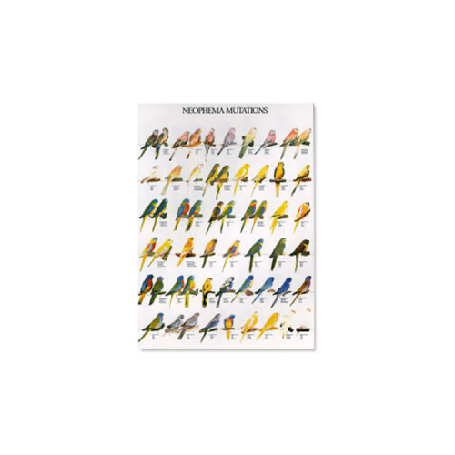 Poster Mutaties Neophema (68x98cm)