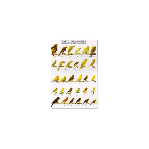 Poster Postuurkanaries (68x98cm)