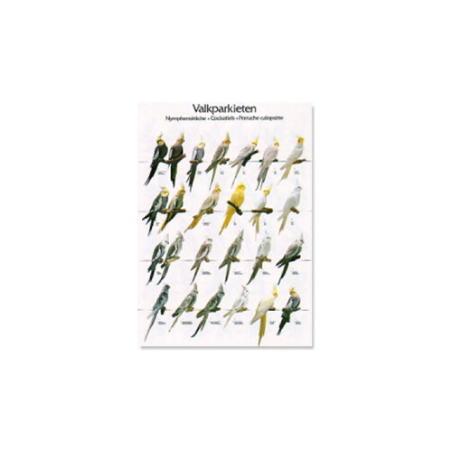 Poster Valkparkieten (68x98cm)